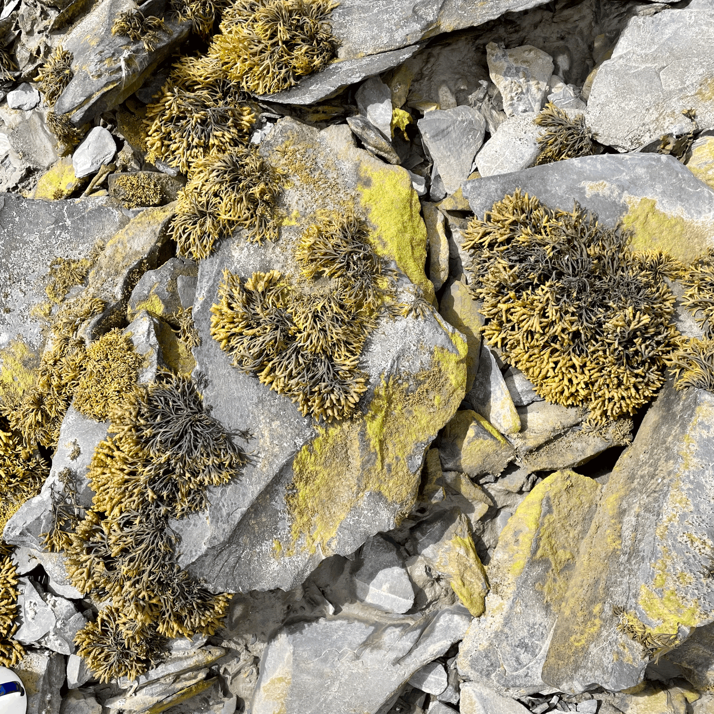 Lichen on rocks at the shore.