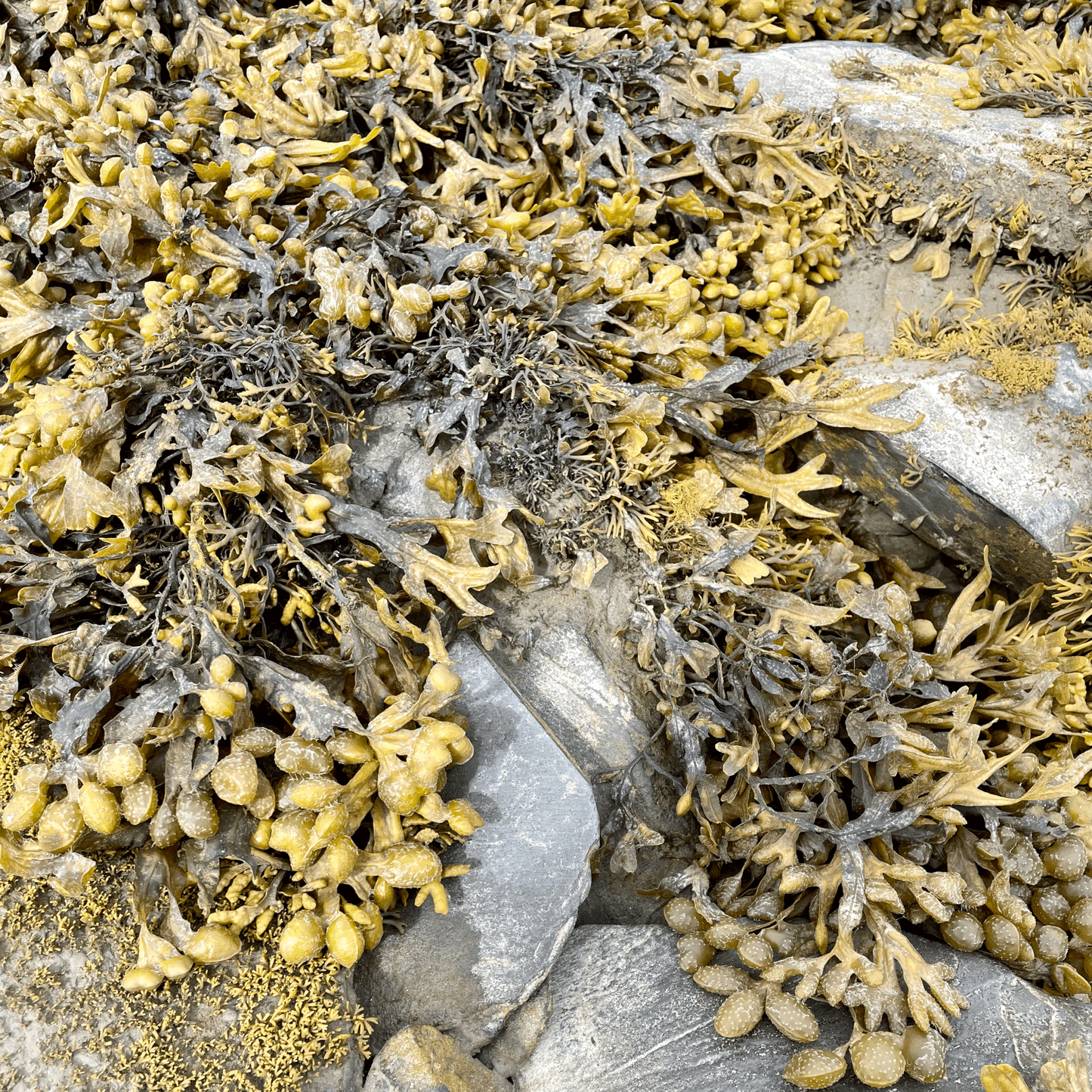 Seaweed, lichen and moss on rocks at the shore.